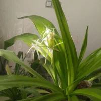 گل ذرتی|گل و گیاه طبیعی|فسا, |دیوار