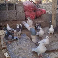 کبوتر پرشی|پرنده|سیرجان, |دیوار