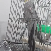 عروس هلندی سیامون نر سخنگو|پرنده|مشهد, شهید قربانی|دیوار