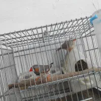 یک جفت فنچ نر و ماده 500تومن