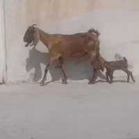 بز کهره دار