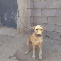 توله سگ