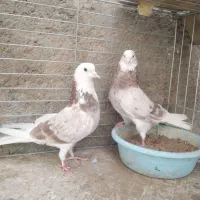 حراج کبوترپرشی نمونه(سروک وسبزوسفید )محل تحویل یزد