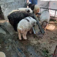 ۷عدد بره نر|حیوانات مزرعه|آغاجاری, |دیوار