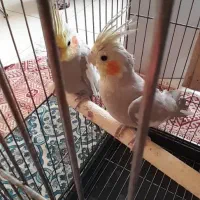 جفت عروس هلندی|پرنده|برخوار, |دیوار