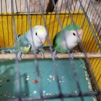 طوطی بزیلی جفت