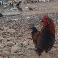 مرغ خروس محلی پاسیاه|حیوانات مزرعه|شیراز, جمال آباد|دیوار