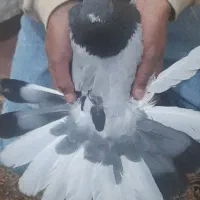 کبوتر نر پر