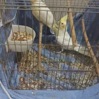 عروس هلندی|پرنده|بندرعباس, |دیوار