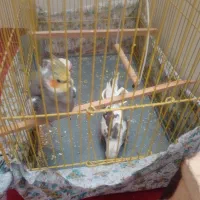 عروس هلندی جوجه