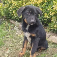 فروش توله ژرمن