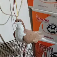 حیوان خانگی|پرنده|مشکیندشت, |دیوار