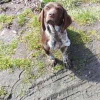 طوله سگ شکاری