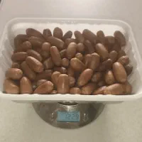 بلوط خشک درشت