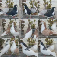 ساده کاکلی|پرنده|بجنورد, |دیوار