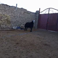 گوسفند|حیوانات مزرعه|تاکستان, |دیوار