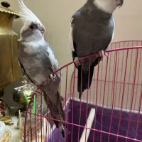 عروس هلندی نژاد دوکت(اهل اهل )|پرنده|خسروشاه, |دیوار