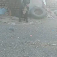 سگ ماده|سگ|تربتحیدریه, کلاته توکلی|دیوار