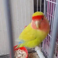 کوتوله برزیلی