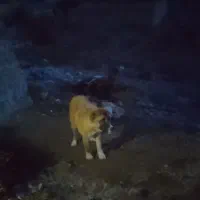 فروشی|سگ|بیرجند, |دیوار