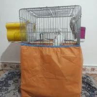 فروش عروس هلندی درشت آماده جوجه کشی با وسایل /فوری|پرنده|صحنه, |دیوار