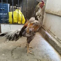 خروس لاری