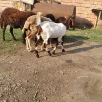 بز دوقلو نرماده