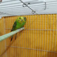 مرغ عشق سبز|پرنده|لنجان, |دیوار