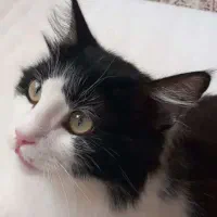 گربه پرشین گمشده|گربه|میبد, |دیوار