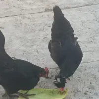 مرغ تخمگزار