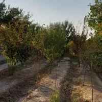فروش باغ ۵۰۰ متری دارای درخت قهجاورستان