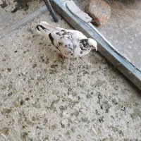 کفتر|پرنده|ایواوغلی, |دیوار