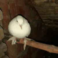 کبوتر سفید نر