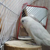 طوطی برزیلی سخنگو