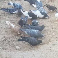 کبوتر .پرنده .جفتگاهی.پرشی