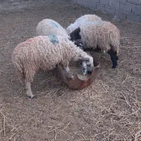 بره نر فروشی|حیوانات مزرعه|زرند, |دیوار