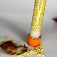 خاویار حلزون