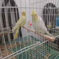 دو جفت عروس هلندی بالغ کارداده