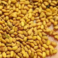 بذریونجه پایه بلند باضمانت