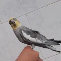 عروس‌هلندی