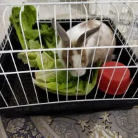 خرگوش نر با قفس