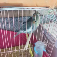 تعدادی عروس هلندی