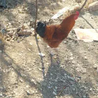 خروس|حیوانات مزرعه|جوانرود, |دیوار