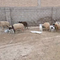 بره نرو ماده گوسفند بز