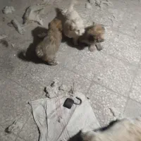 ۵عدد توله شیتزو‌برای فروشی