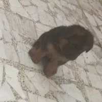 توله ژرمن شولاین اصل