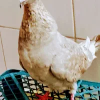 کبوتر