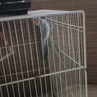 عروس هلندی|پرنده|زبرخان, |دیوار