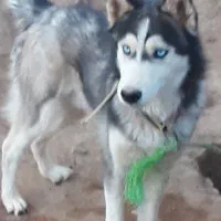 سگ هاسکی