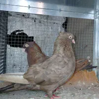 کفتر ماده قهوه ای